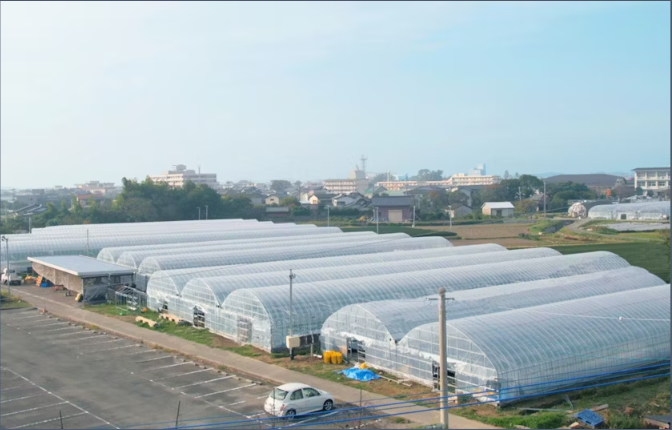 Strawberry Picking, Yanagawa Cruise, Saga History Tour from Fukuoka - Image 3